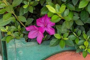 planta con flores de azalea foto