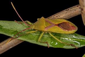 Adult Leaf-footed Bug photo