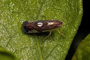 Adult Typical Leafhopper Insect photo