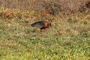 Buff necked Ibis photo