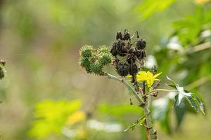 Green Castor Bean Plant photo