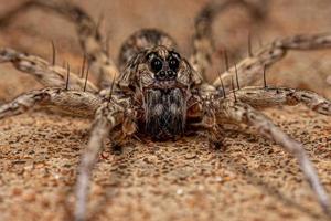 Adult Female Wolf Spider photo