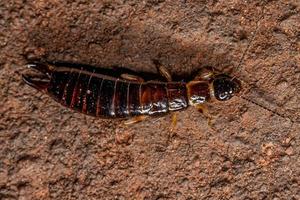 Small Epidermapteran Earwig Insect photo