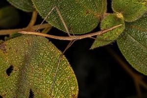 Neotropical Stick Grasshopper photo