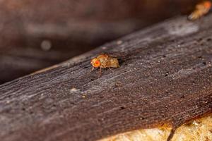 Adult Small Fruit Fly photo