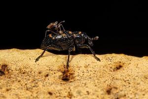 Adult True Weevil with an Adult Lace Bug on the back photo