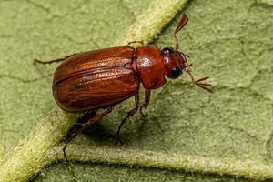 Adult June Beetle photo