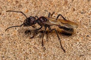 Adult Bullet Ant Queen photo