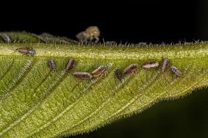 Typical Treehoppers nymphs photo