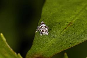 Small Typical Leafhopper Nymph photo