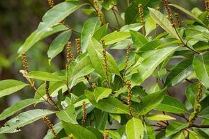 Angiosperm Tree Leaves photo