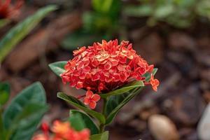 Red Jungle Flame Plant Flower photo