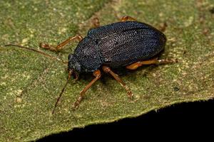 Adult Leaf Beetle photo