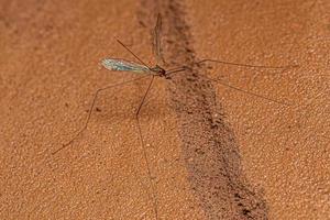 mosca grulla limonide adulta foto