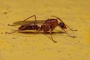 Adult Male Winged Carpenter Ant photo