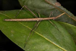 saltamontes palo neotropical foto