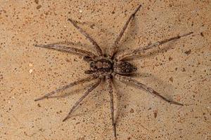 Adult Male Wolf Spider photo