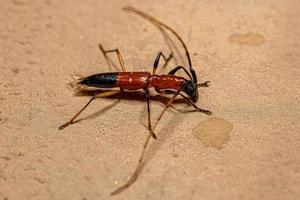 Adult Typical Longhorn Beetle photo