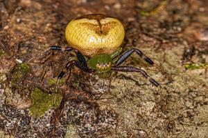 Adult Female Pelargonium Flower Spider photo