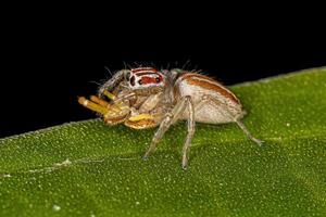 araña saltadora hembra adulta que se alimenta de una araña cangrejo hembra foto