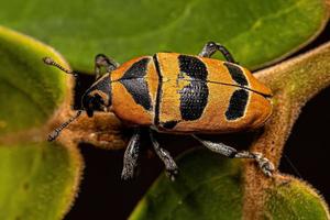 Adult True Weevil photo