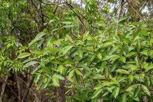 Angiosperm Tree Leaves photo