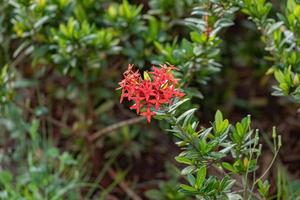 flor de planta de llama de selva roja foto