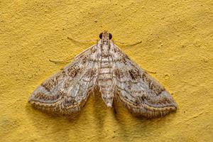 Adult Crambid Moth photo