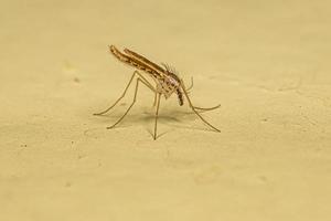 insecto mosquito fantasma hembra adulta foto