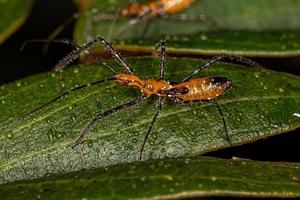 Assassin Bug Nymph photo