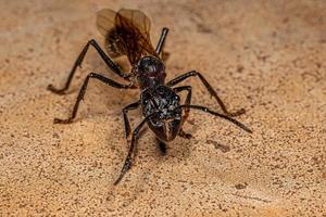 Adult Bullet Ant Queen photo