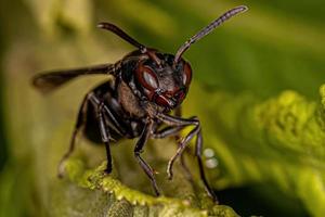 Adult Umbrella Paper Wasp photo