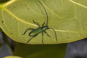 Adult Typical Longhorn Beetle photo