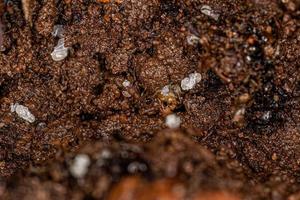 Small Adult Myrmicine Ants photo