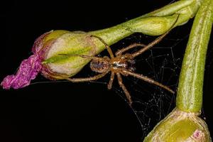 Small Male Cobweb Spider photo