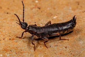 Small Common Earwig photo