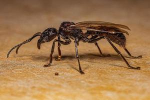 Adult Bullet Ant Queen photo