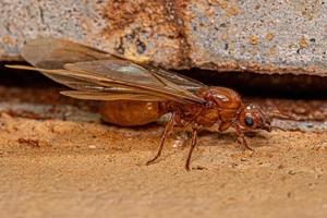 Adult Female Winged Thief Queen Ant photo