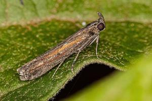 Adult Pyralid Snout Moth photo