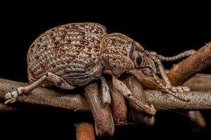 Adult White Broad-nosed Weevil Beetle photo