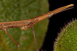 saltamontes palo neotropical foto