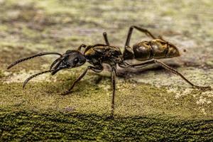 Adult Female Ponerine Ant photo