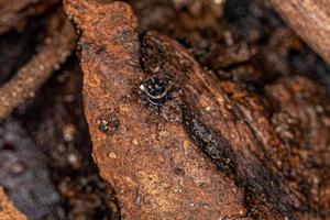 Adult Male Jumping Spider photo