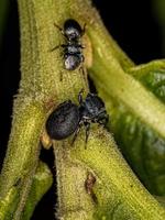 Small Jumping Spider photo