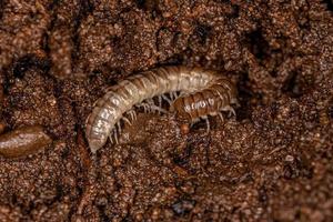 Small Long flange Millipede photo