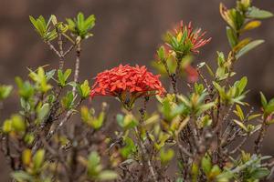 Jungle Flame Plant Flower photo