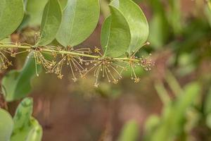 Greenbrier Angiosperm Plant photo