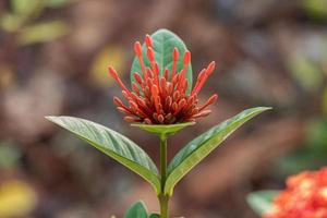 flor de planta de llama de selva roja foto
