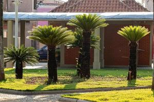 planta de cícadas verdes foto