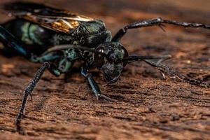 Adult Tarantula hawk Wasp photo